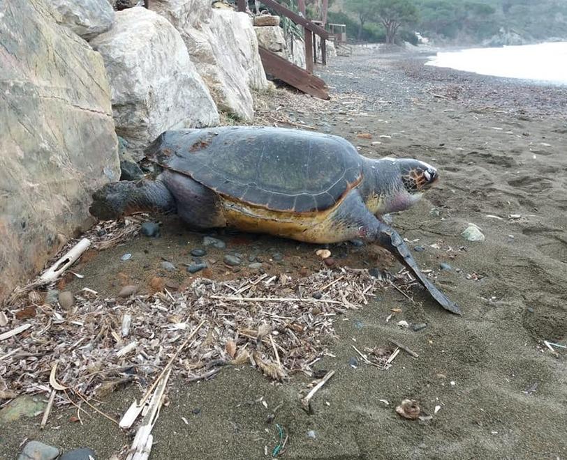 Tartaruga spiaggiata a Margidore