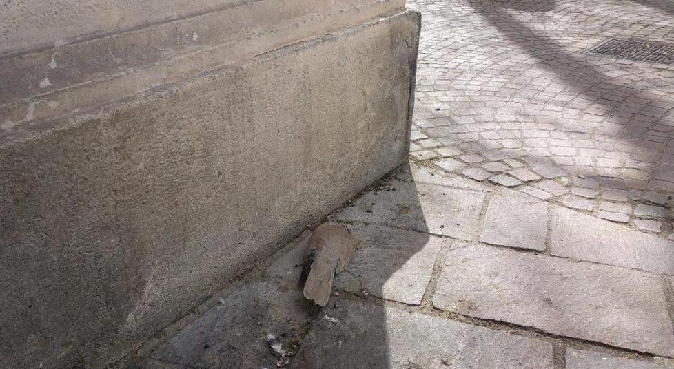 La carcassa di piccione è lì da giorni: in piazza, all’ingresso della scuola