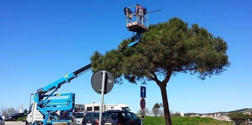 Continua la lotta alla processionaria che attacca i pini 