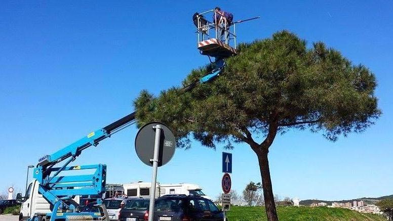Continua la lotta alla processionaria che attacca i pini