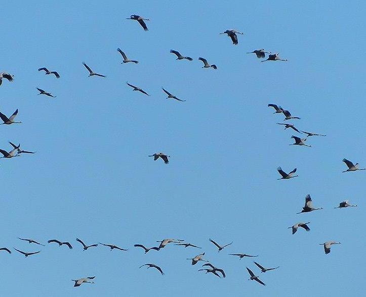 Nel cielo del Padule stormo di 1.300 gru in una sola giornata 