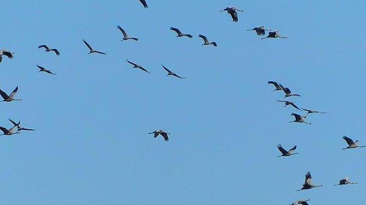 Nel cielo del Padule stormo di 1.300 gru in una sola giornata