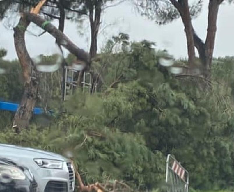 Due grossi pini schiantati dal vento 