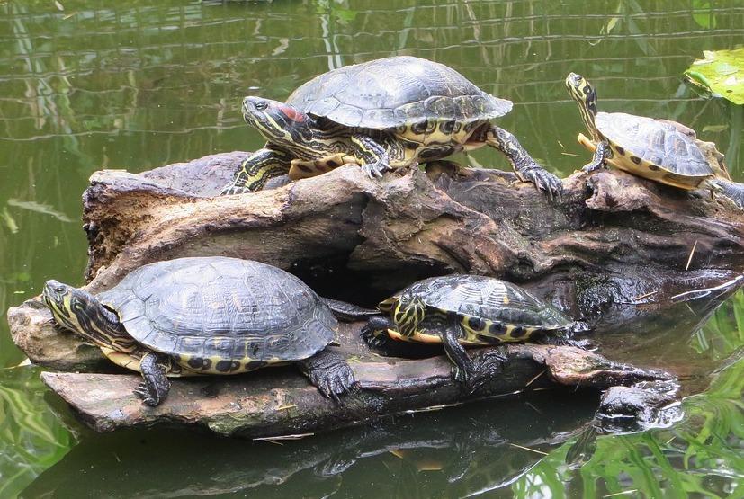 Sardegna, guerra alla tartaruga americana 