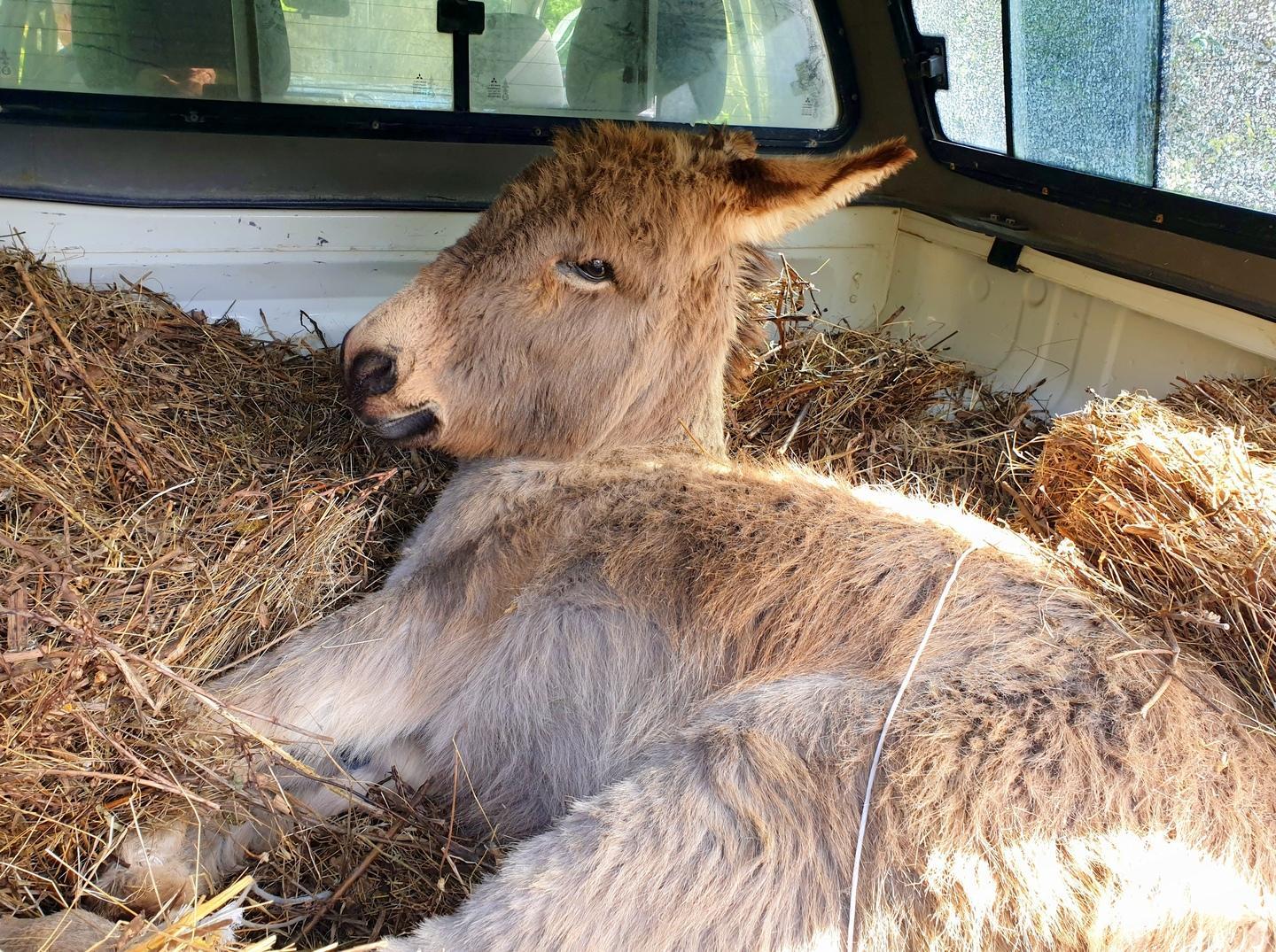 Sassari, quattro asinelli travolti dal treno: uno si salva 