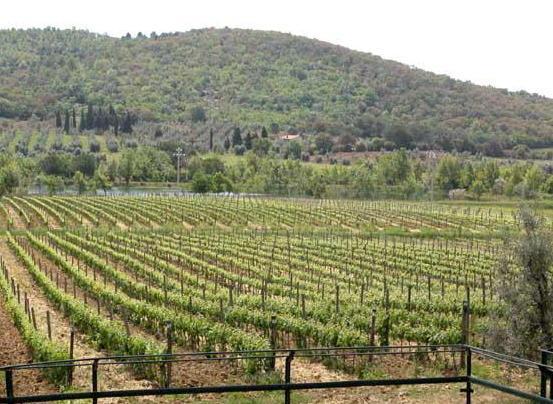 Gara di auto d’epoca la Wine cup fa tappa da Bulichella e Petra