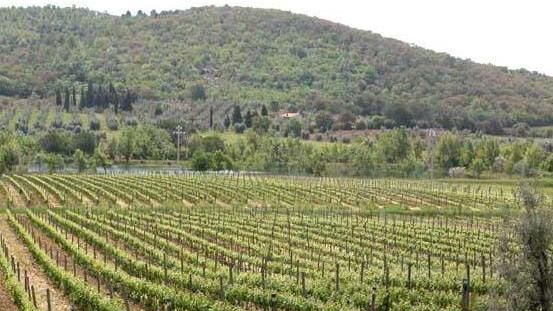 Gara di auto d’epoca la Wine cup fa tappa da Bulichella e Petra