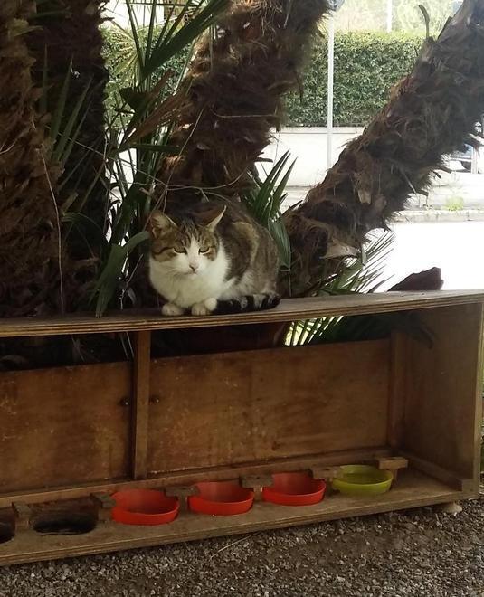 Cibo per gatti e rifiuti à go go ispettori ambientali in campo 