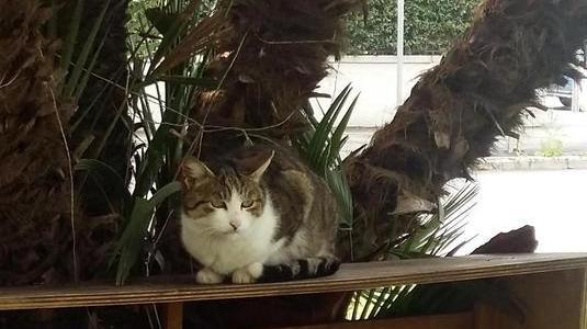 Cibo per gatti e rifiuti à go go ispettori ambientali in campo