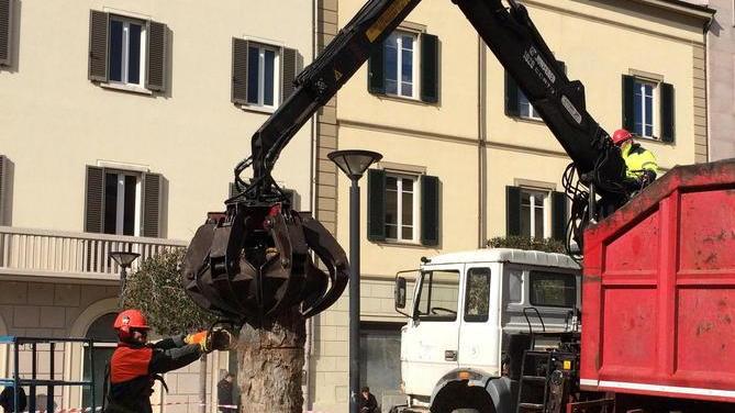Giù la storica palma cittadina «Ne sarà piantata un’altra»