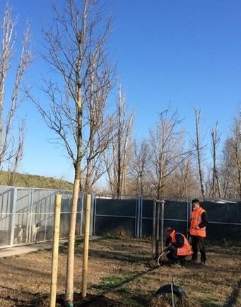“M’illumino di meno”: Ghirlandina spenta e 18 alberi in arrivo