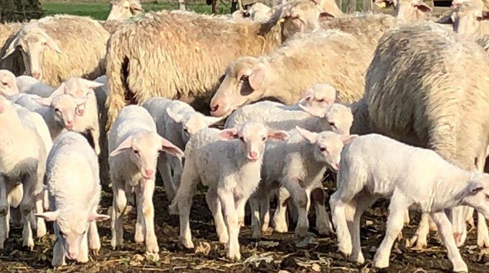 Carni fresche, l’Agnello Igp trascina l’isola 