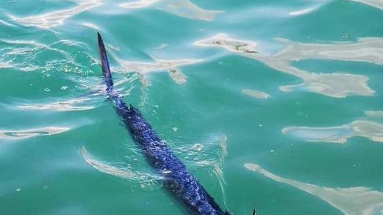 Un’aguglia imperiale avvistata nel porto