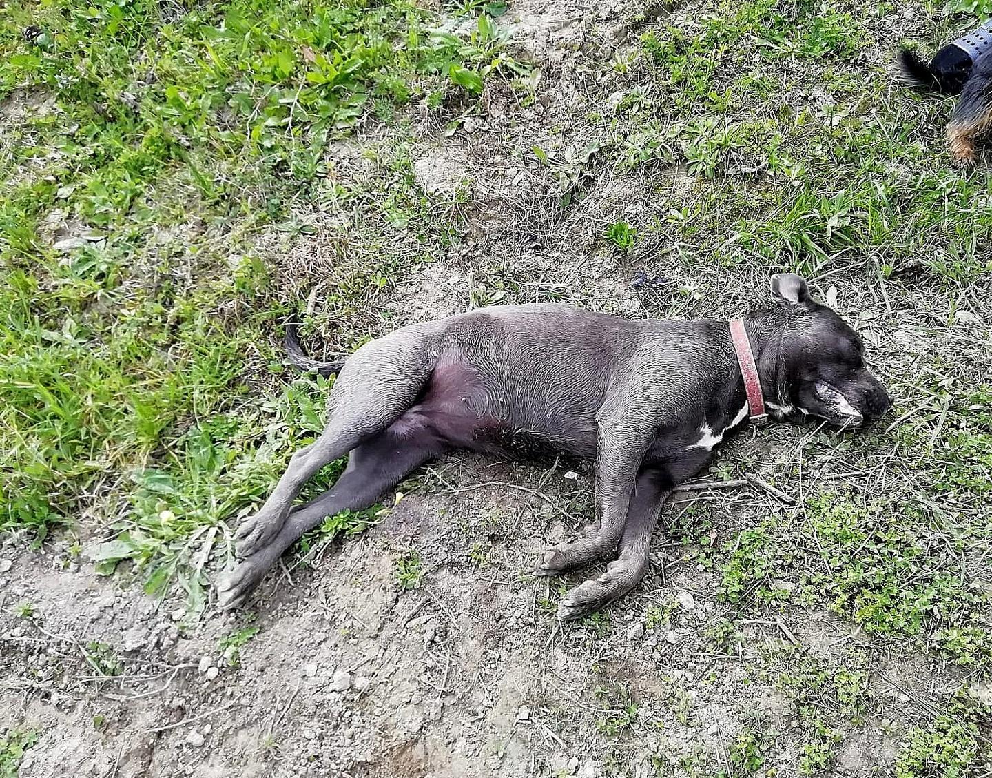 Bocconi col lumachicida, è strage di cani a Usini 