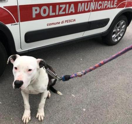Cane in strada recuperato da una pattuglia dei vigili 