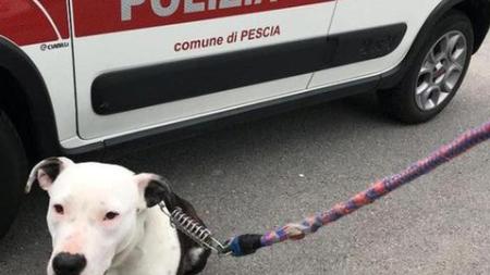 Cane in strada recuperato da una pattuglia dei vigili