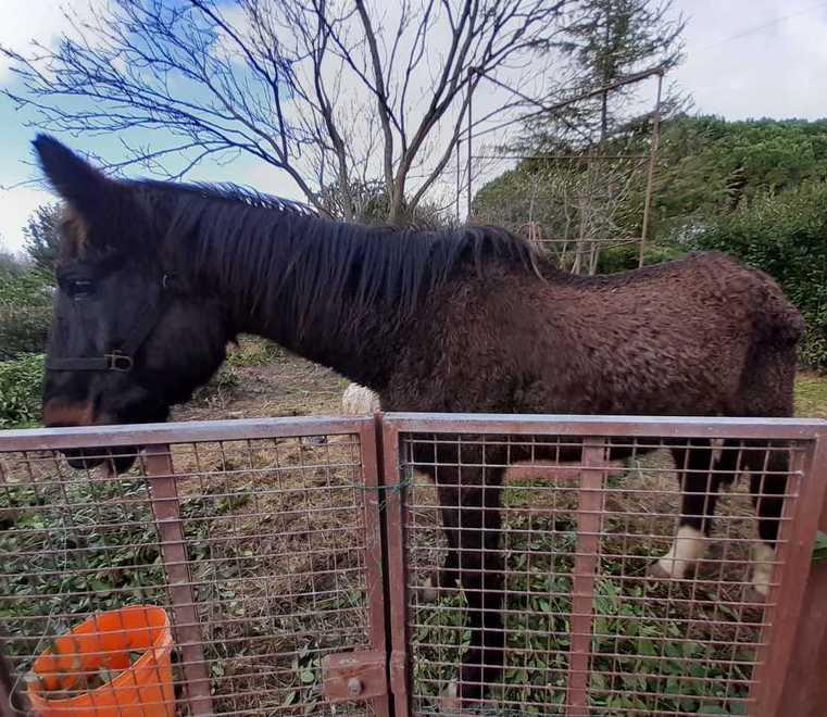 Cavalla abbandonata e denutrita affidata a un centro di recupero 