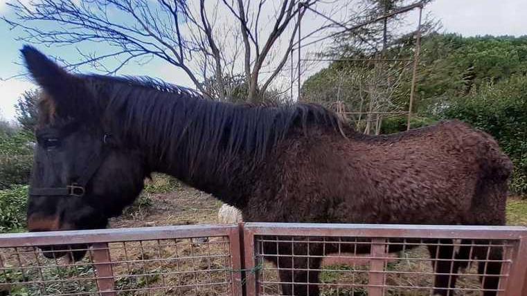 Cavalla abbandonata e denutrita affidata a un centro di recupero