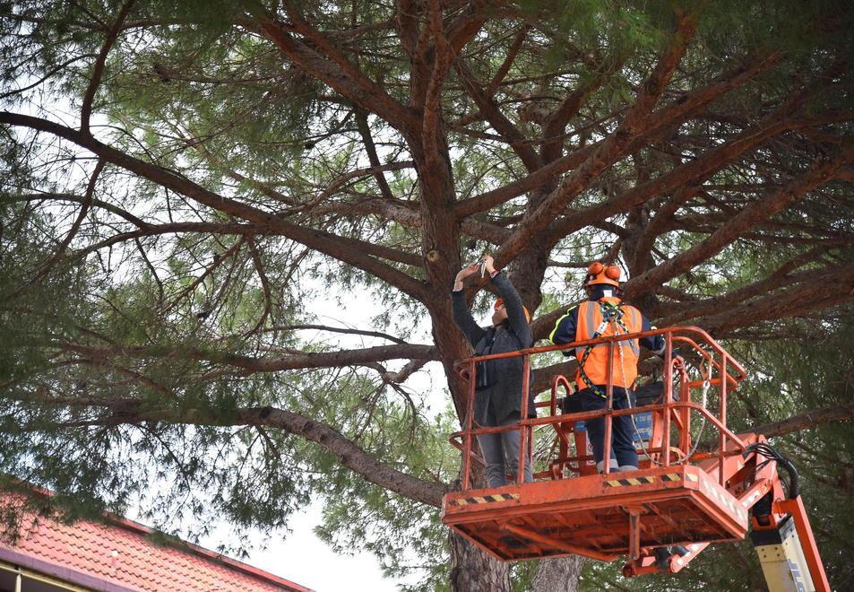 Il sindaco firma l’ordinanza per abbattere i pini Gac lo diffida 