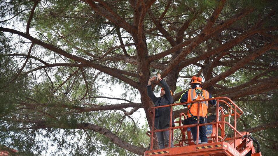 Il sindaco firma l’ordinanza per abbattere i pini Gac lo diffida