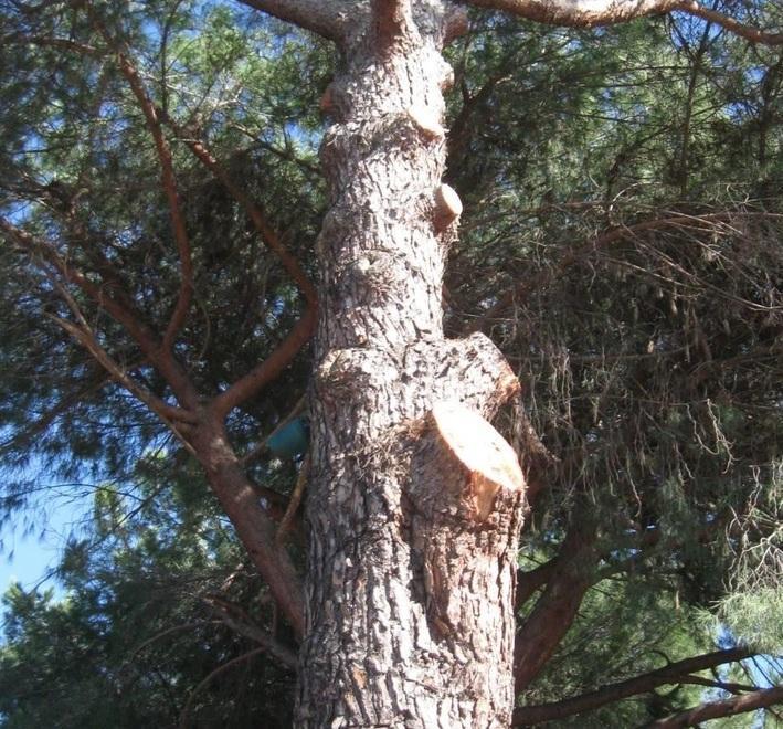 «Scosciature e tagli: potare così crea danni» 