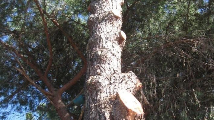 «Scosciature e tagli: potare così crea danni»