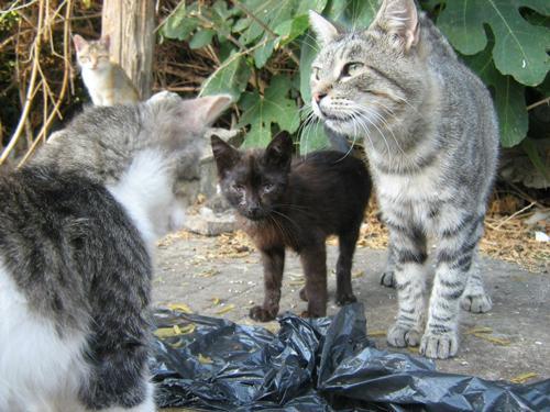 Gatti, immagine di repertorio