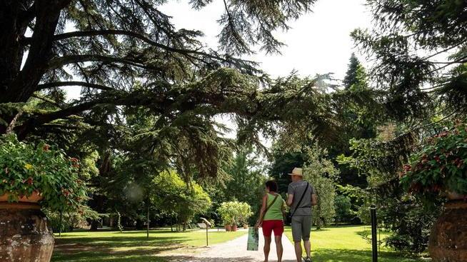 Parte la manutenzione di 36 alberi. Il faggio rosso invece sarà abbattuto