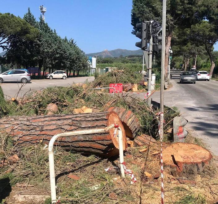 Già 600 le firme raccolte per salvare i pini di San Giovanni