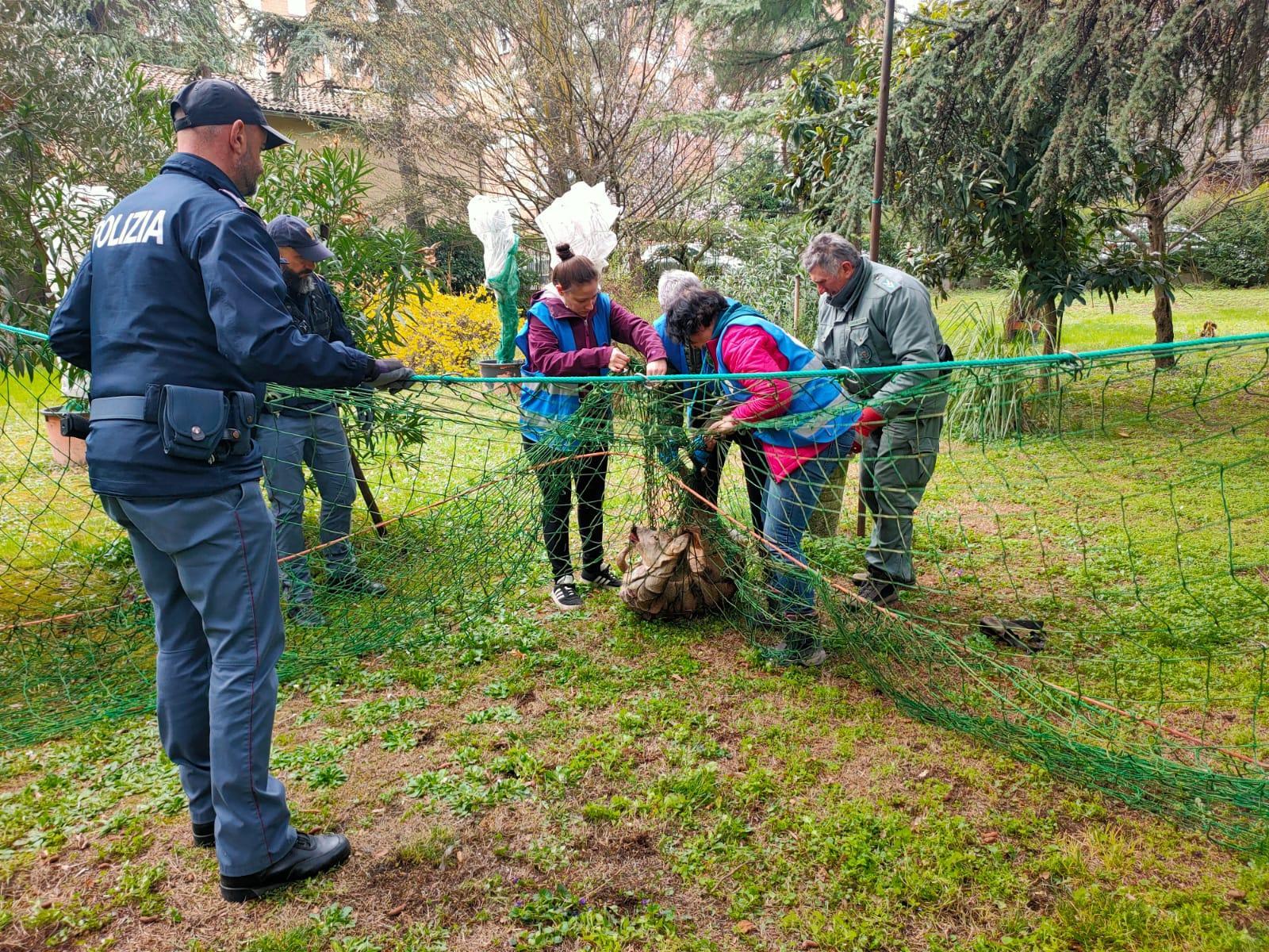 Un capriolo in fuga lungo viale Timavo, salvato