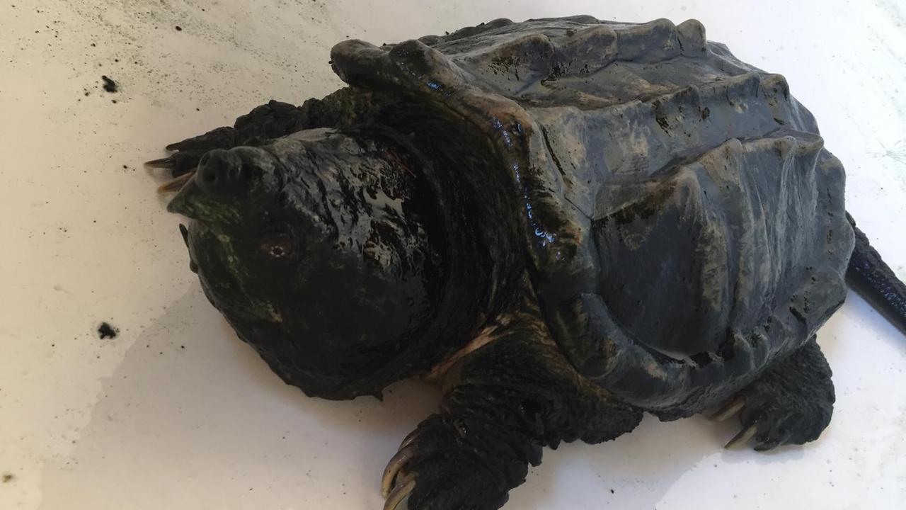 La tartaruga-alligatore