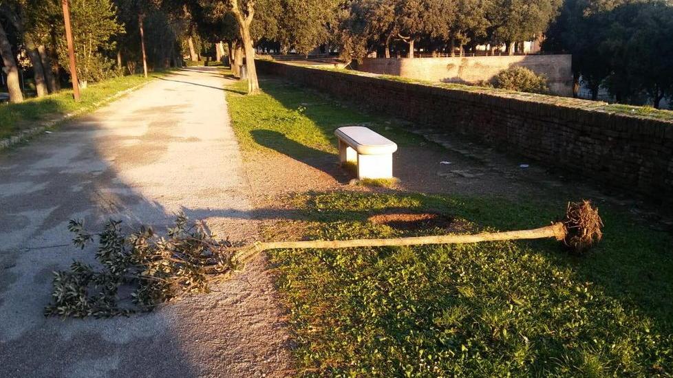 Mia, 10 anni, pianta il piccolo albero sradicato sulle Mura
