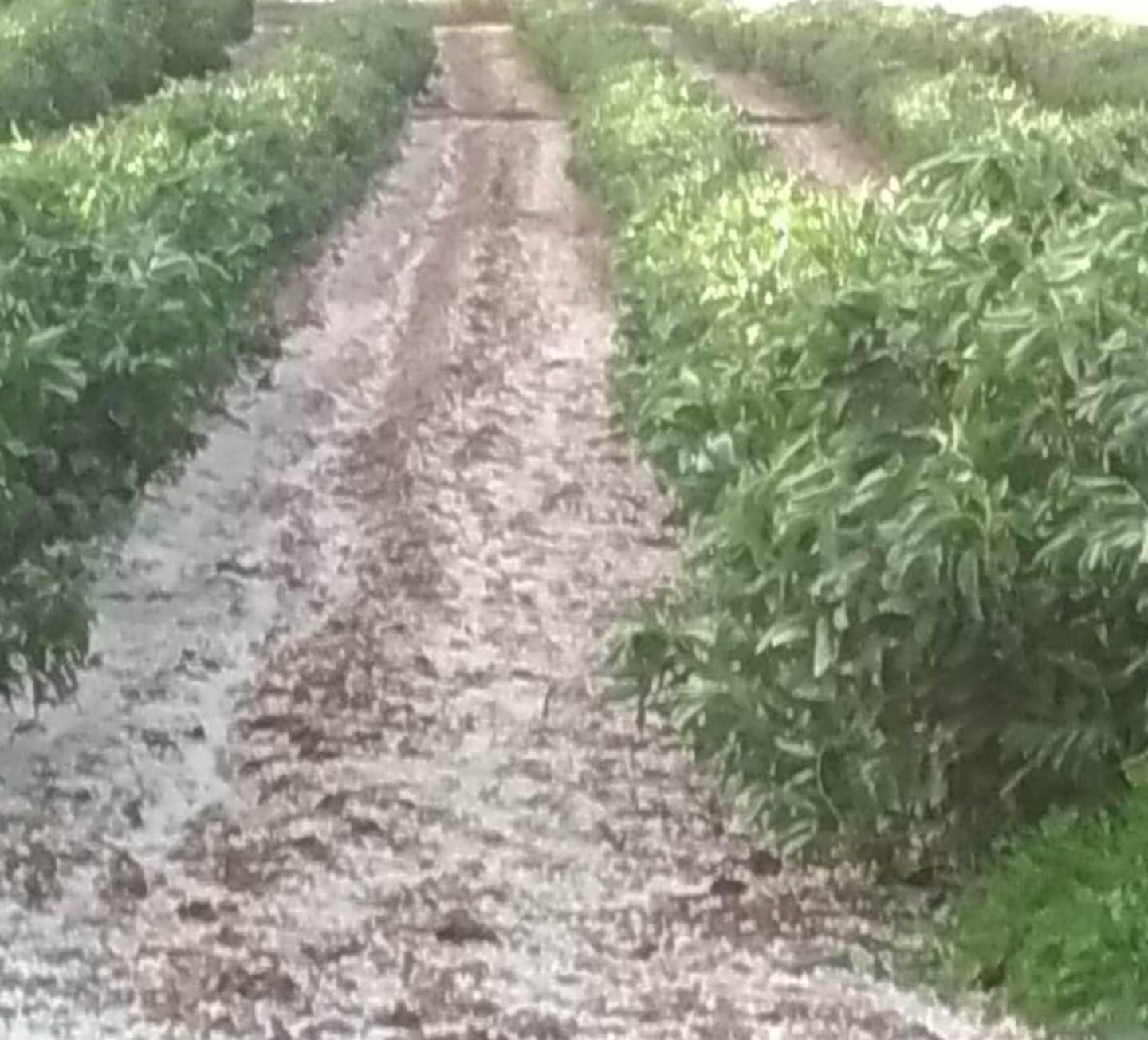 Dopo il caldo, la grandine: coltivazioni in ginocchio nel sud dell'isola