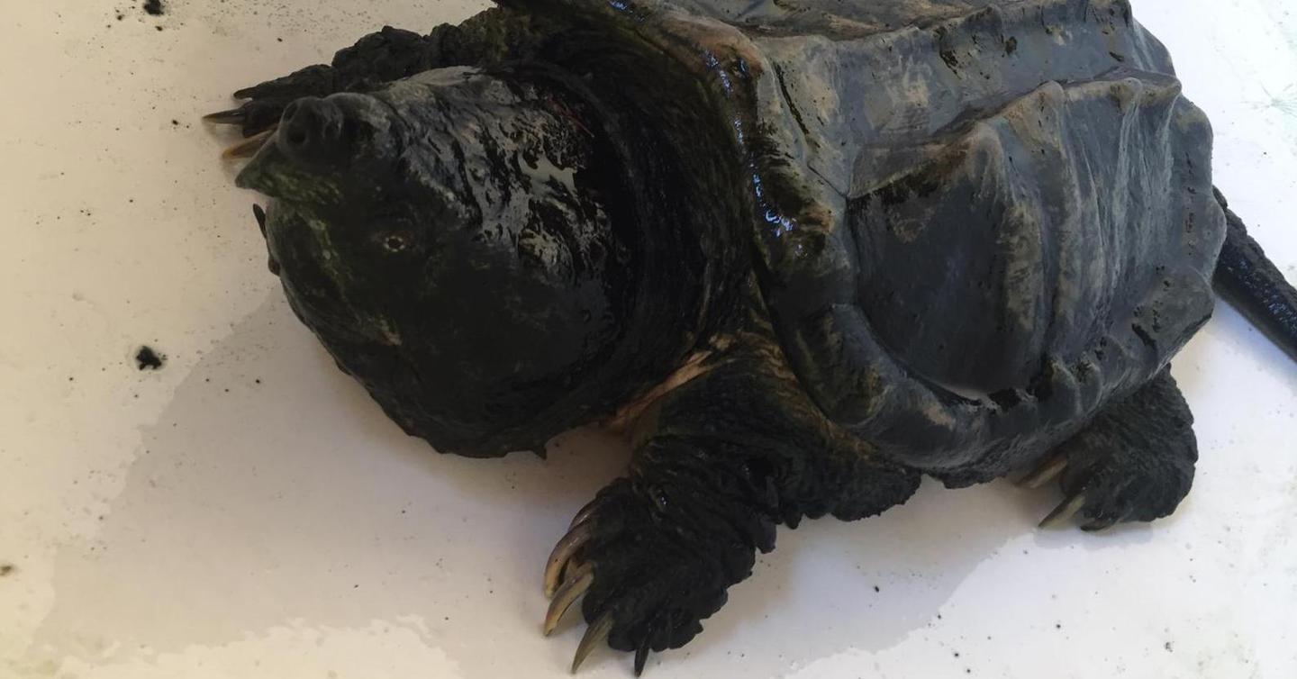 Tartaruga alligatore verso l’acquario