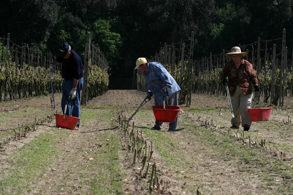 Alla ricerca di manodopera. Problema nelle campagne 