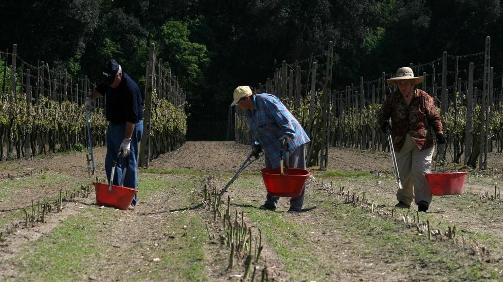 Alla ricerca di manodopera. Problema nelle campagne