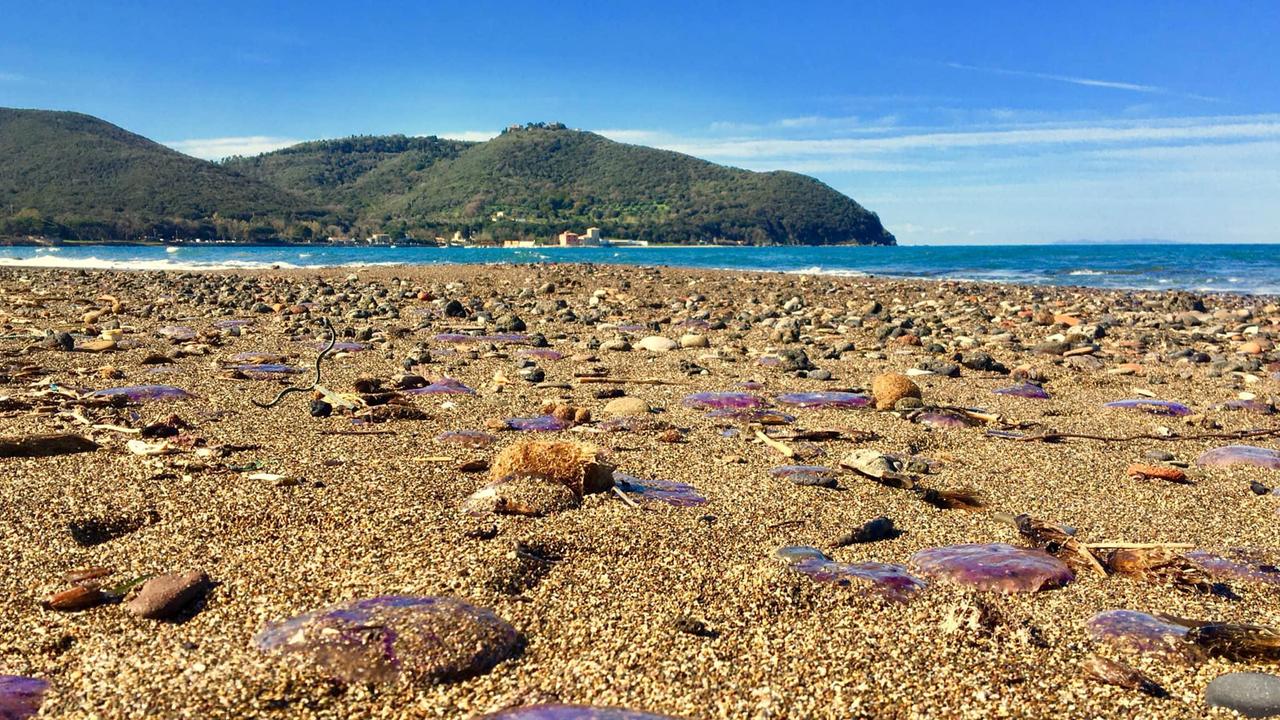 Meduse a perdita d’occhio: «Mare caldo e pesca intensiva»