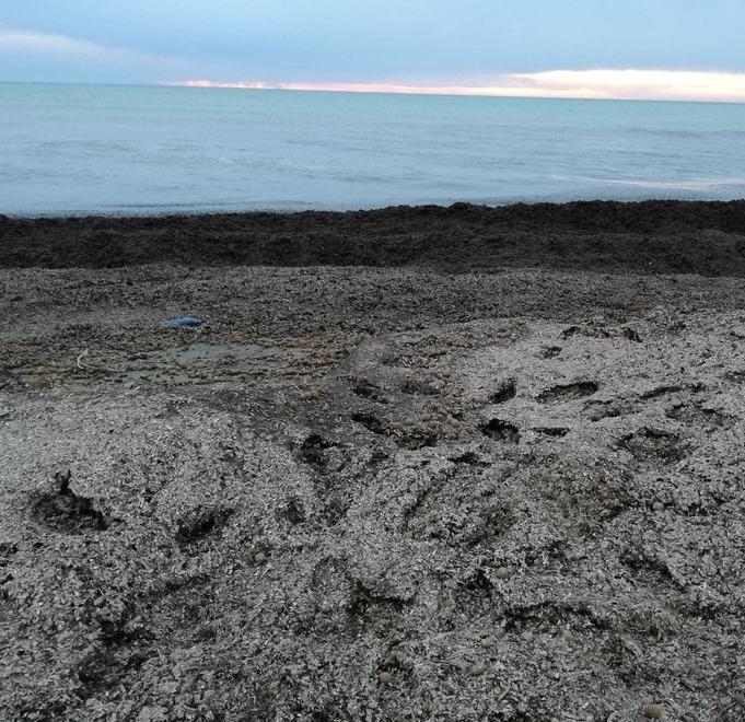 Cumuli di alghe sulla spiaggia: sos a Marina di Donoratico 