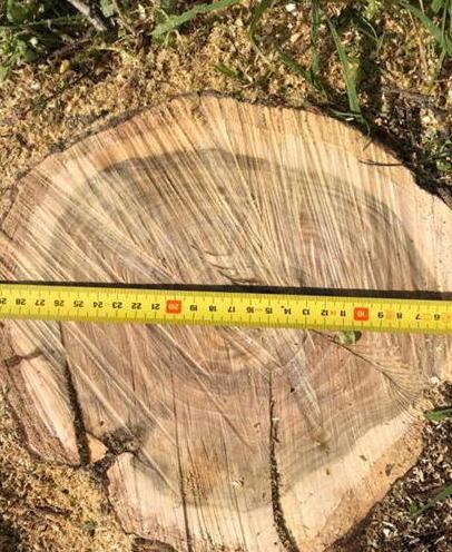 Taglio degli alberi «Difendiamo la scelta»