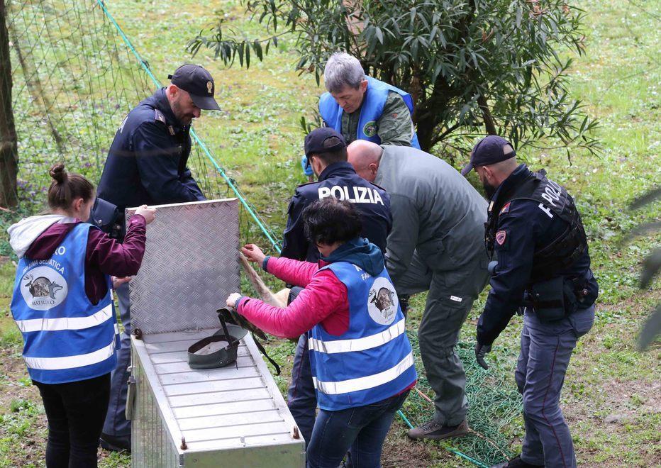 Forze dell’ordine a “caccia” di un capriolo in fuga 