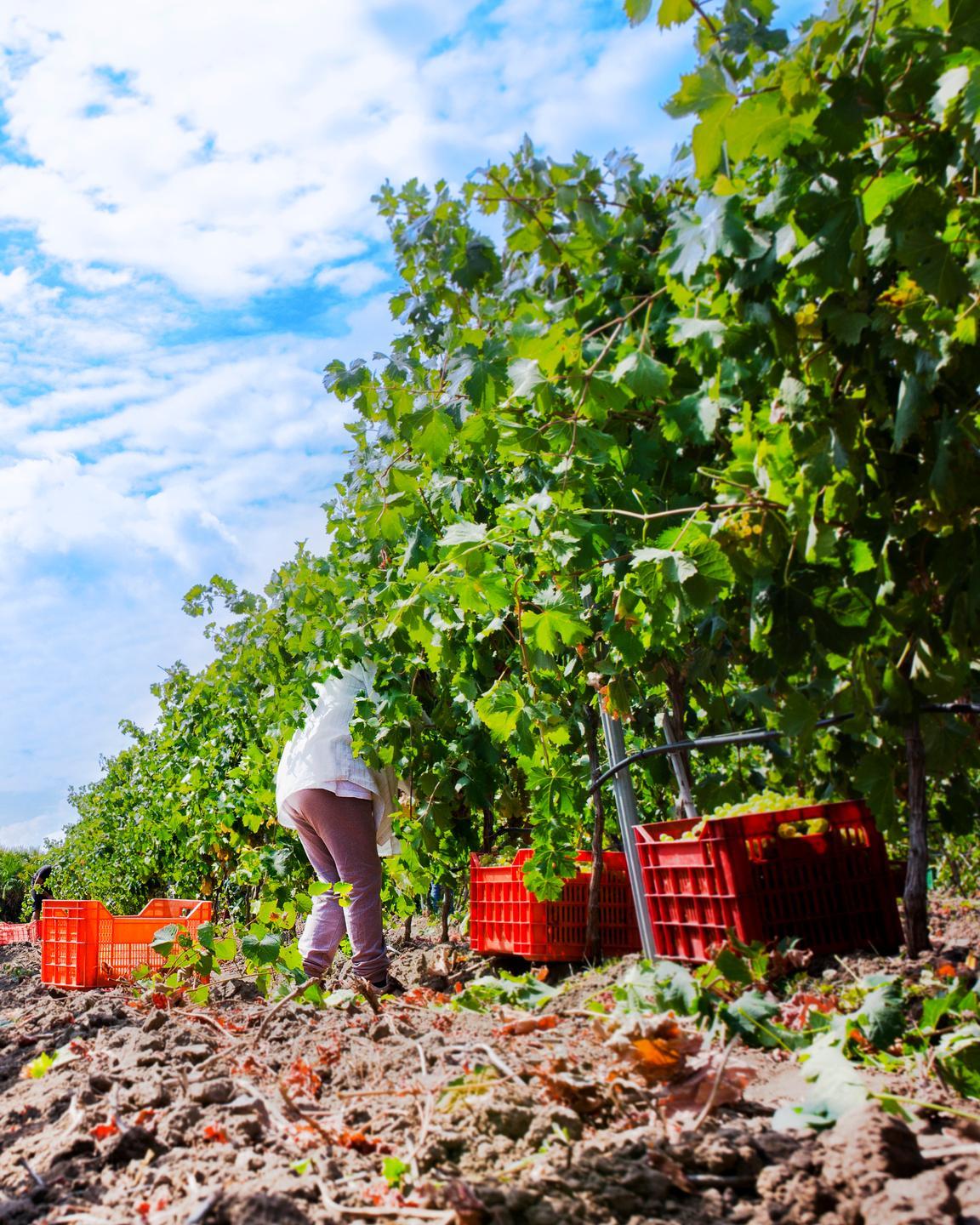 Romangia d’oro al Berlin WeinTrophy 