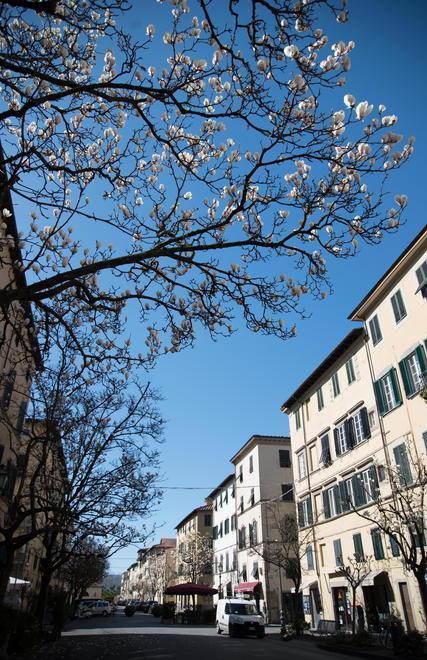 Le magnolie stanno per sbocciare