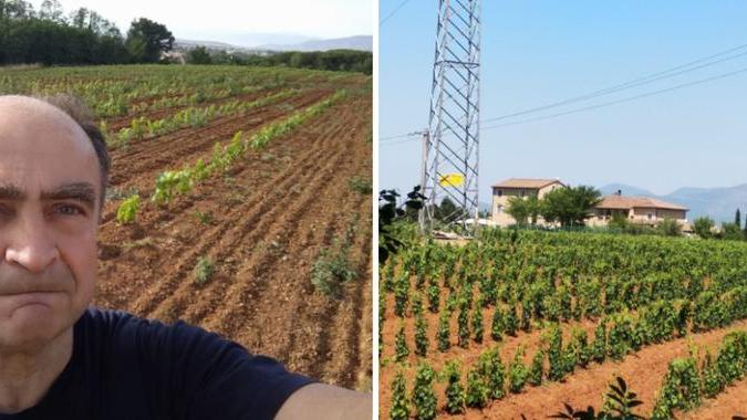 Collaborazione con Vivai Gini per il vigneto al Poggino