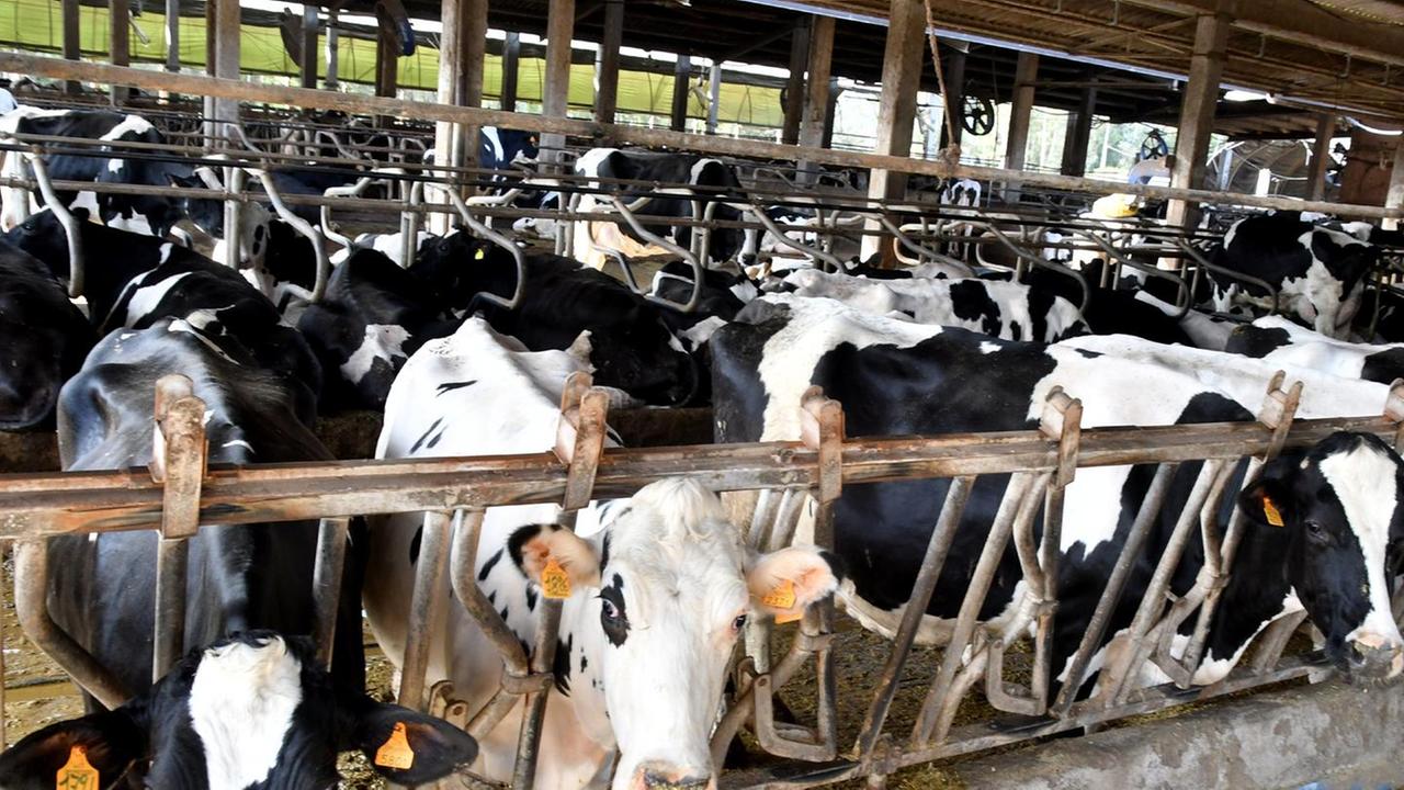Arborea rinvia la Fiera dell’Agricoltura