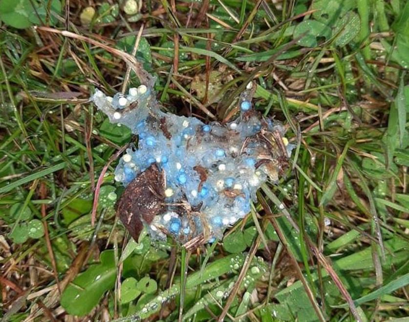 Bocconi avvelenati per i cani a passeggio, scatta l’allarme nella zona del lago 
