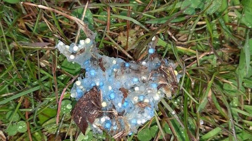 Bocconi avvelenati per i cani a passeggio, scatta l’allarme nella zona del lago
