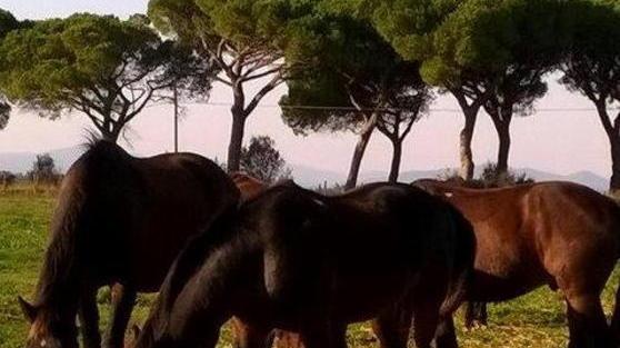 Il Parco della Maremma chiude centro e itinerari