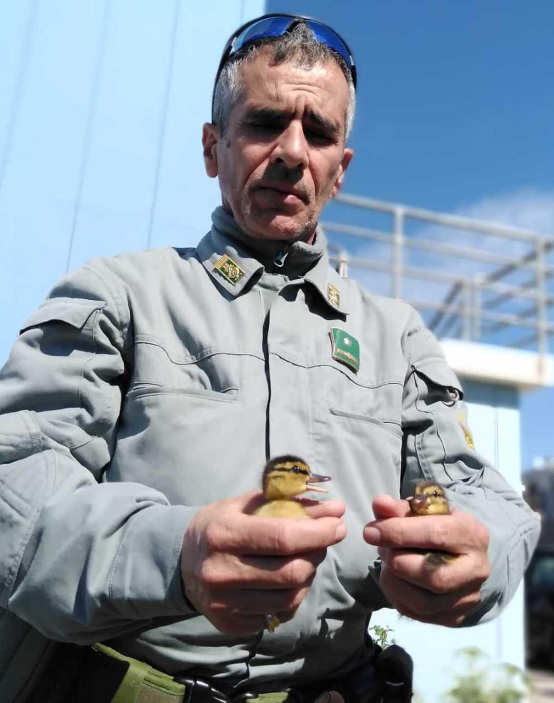 Camionista trova 15 pulcini di germano reale 