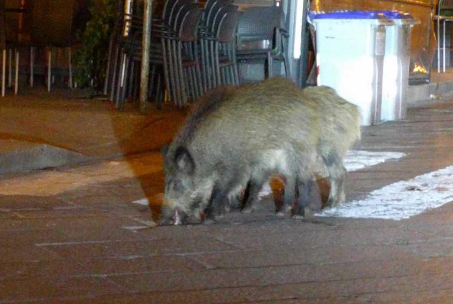 Tre cinghiali a spasso per vie e piazze della città 