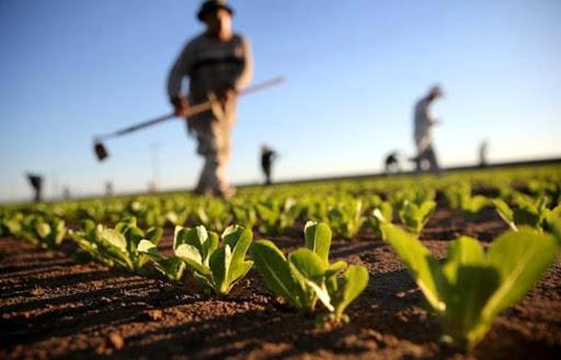 Agricoltura, proroga per scadenze di bandi e interventi per vino ortofrutta e carburanti